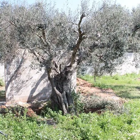 Piccolo Ulivo Salento *