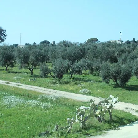 Piccolo Ulivo Salento *