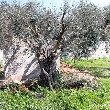 Piccolo Ulivo Salento Vernole