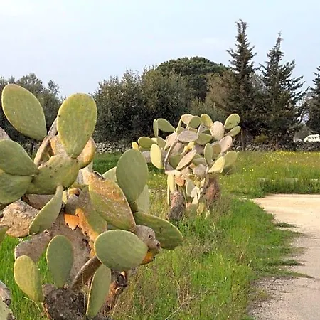 Piccolo Ulivo Salento