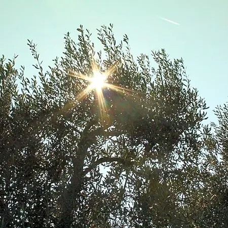 Piccolo Ulivo Salento Bed and Breakfast 3*