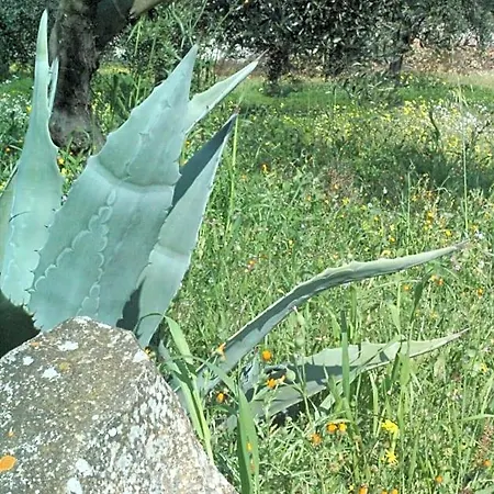 Bed and Breakfast Piccolo Ulivo Salento Vernole