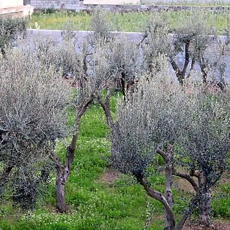 Piccolo Ulivo Salento Vernole